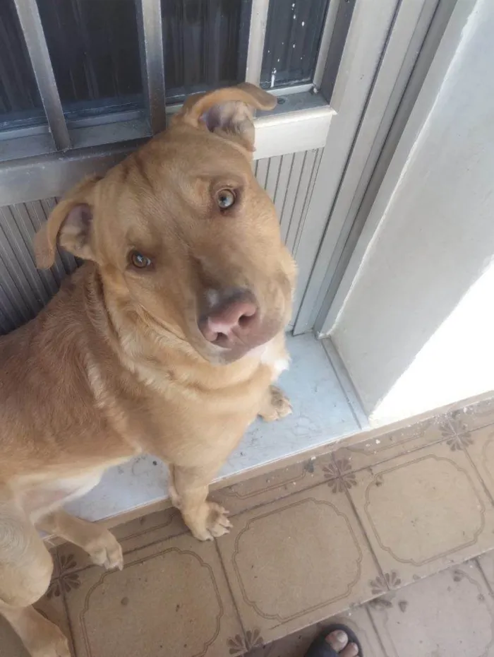 Cachorro ra a SRD-ViraLata idade 2 a 6 meses nome Falar com Juan - Whats 11 99489-9930