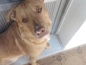 Cachorro raça SRD-ViraLata idade 2 a 6 meses nome Falar com Juan - Whats 11 99489-9930