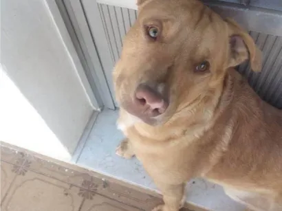 Cachorro raça SRD-ViraLata idade 2 a 6 meses nome Falar com Juan - Whats 11 99489-9930