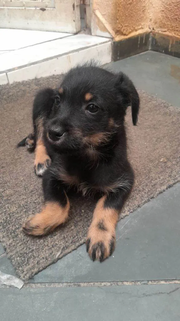 Cachorro ra a SRD-ViraLata idade Abaixo de 2 meses nome Falar com Mariana - Whats 11 99805-2616