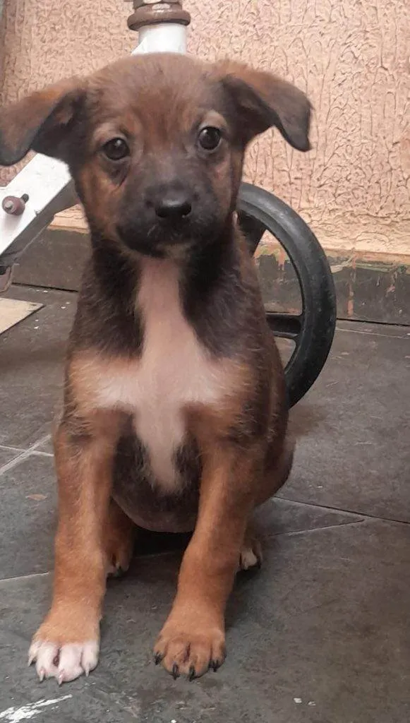 Cachorro ra a SRD-ViraLata idade Abaixo de 2 meses nome Falar com Mariana - Whats 11 99805-2616