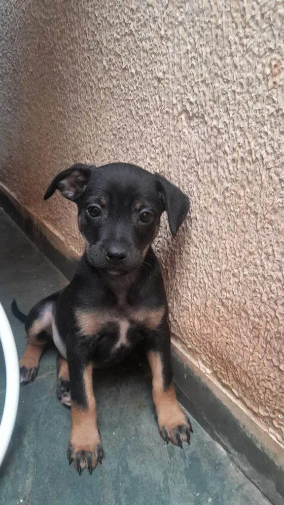 Cachorro ra a SRD-ViraLata idade Abaixo de 2 meses nome Falar com Mariana - Whats 11 99805-2616