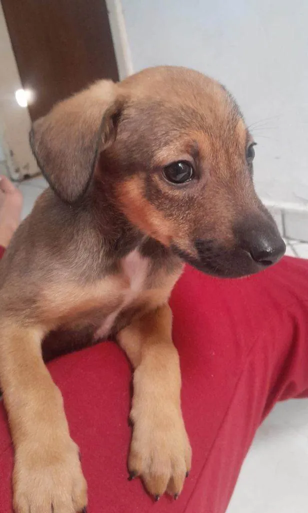 Cachorro ra a SRD-ViraLata idade Abaixo de 2 meses nome Falar com Mariana - Whats 11 99805-2616
