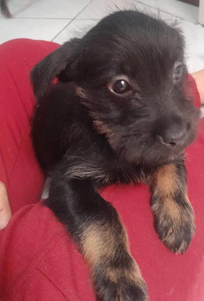 Cachorro ra a SRD-ViraLata idade Abaixo de 2 meses nome Falar com Mariana - Whats 11 99805-2616