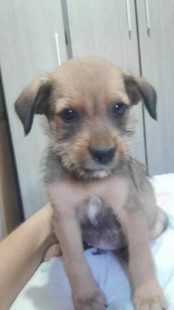 Cachorro ra a SRD-ViraLata idade Abaixo de 2 meses nome Falar com Mariana - Whats 11 99805-2616