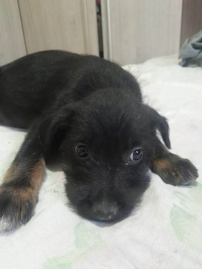 Cachorro ra a SRD-ViraLata idade Abaixo de 2 meses nome Falar com Mariana - Whats 11 99805-2616