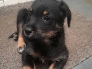 Cachorro raça SRD-ViraLata idade Abaixo de 2 meses nome Falar com Mariana - Whats 11 99805-2616
