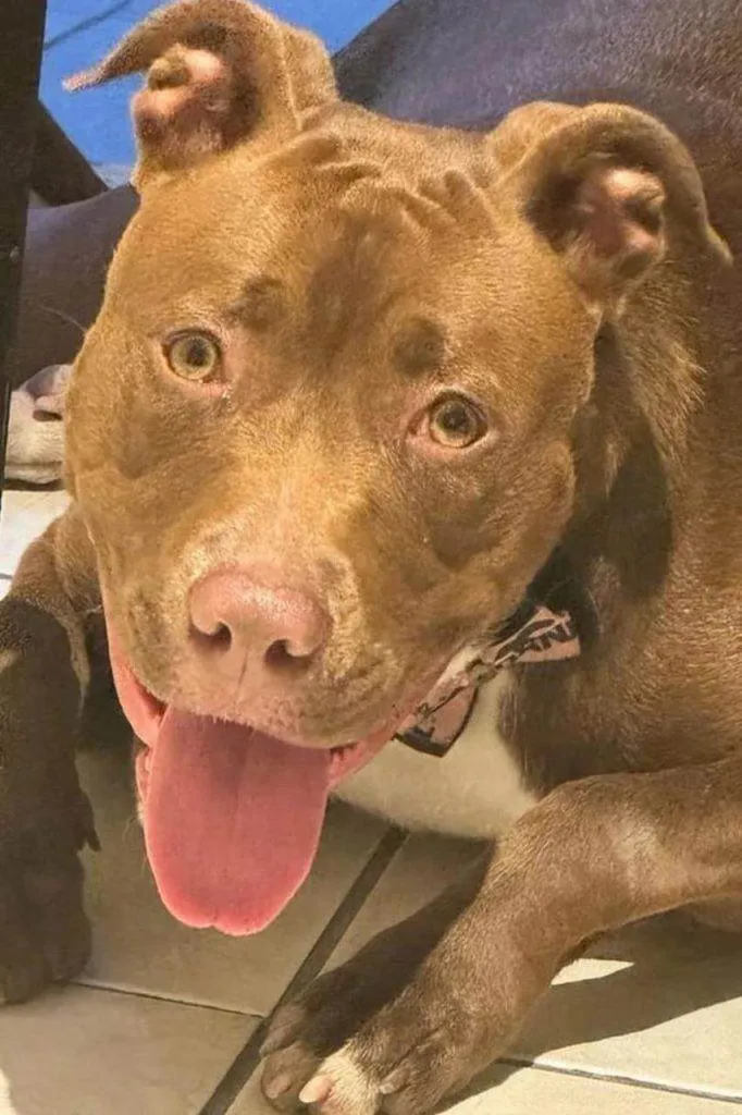 Cachorro ra a Pit-Bull idade 2 a 6 meses nome Falar com Mariane - Whats 11 99455-6915