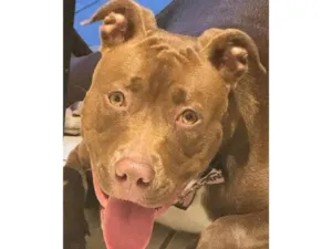 Cachorro raça Pit-Bull idade 2 a 6 meses nome Falar com Mariane - Whats 11 99455-6915
