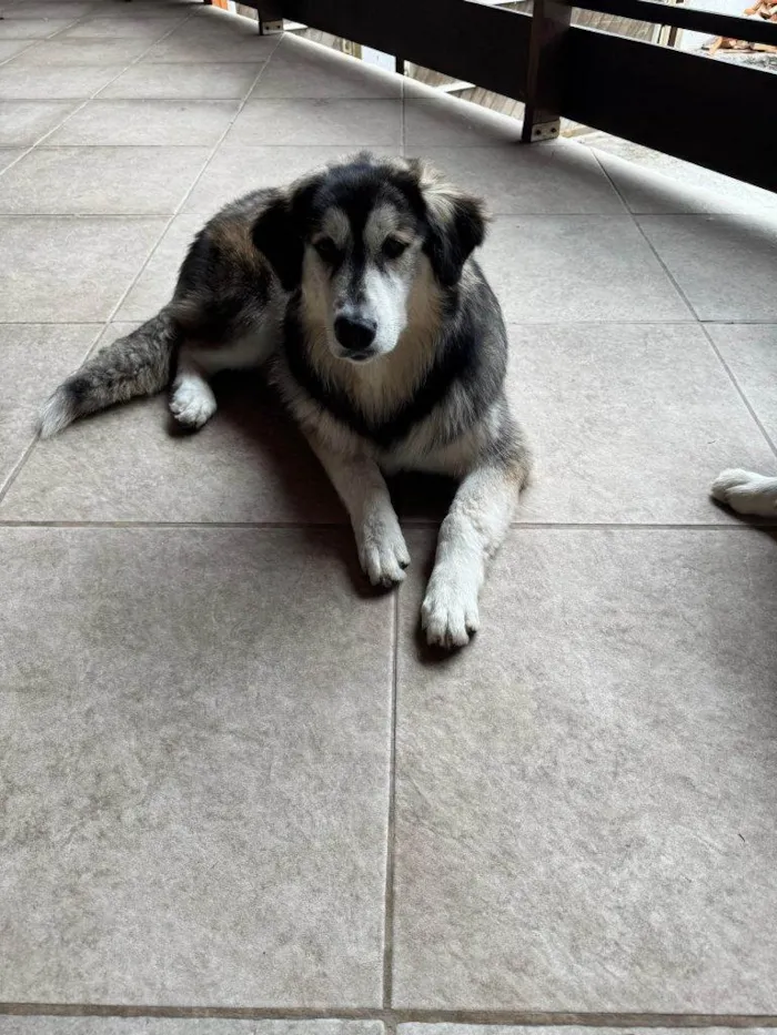 Cachorro ra a Husky Siberiano idade 2 a 6 meses nome Falar com Luiz - Whats 11 99528-2513