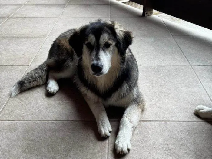 Cachorro ra a Husky Siberiano idade 2 a 6 meses nome Falar com Luiz - Whats 11 99528-2513