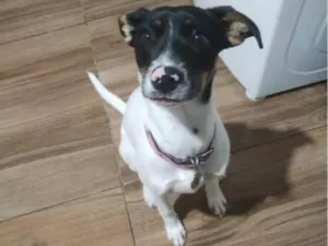 Cachorro raça SRD-ViraLata idade 2 a 6 meses nome Falar com Caique - Whats 11 96597-3016