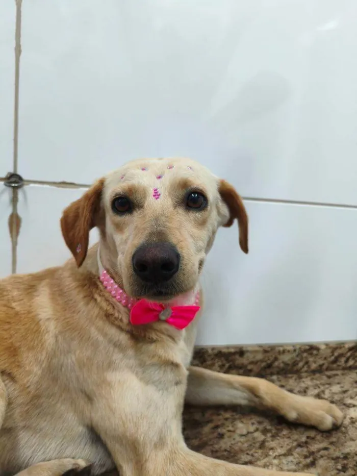 Cachorro ra a SRD-ViraLata idade 2 a 6 meses nome Falar com Camila - Whats 11 97221-4772