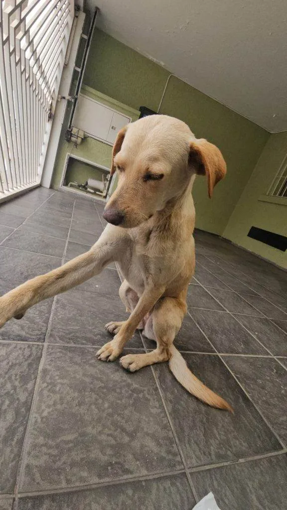 Cachorro ra a SRD-ViraLata idade 2 a 6 meses nome Falar com Camila - Whats 11 97221-4772