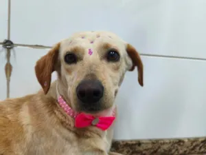 Cachorro raça SRD-ViraLata idade 2 a 6 meses nome Falar com Camila - Whats 11 97221-4772