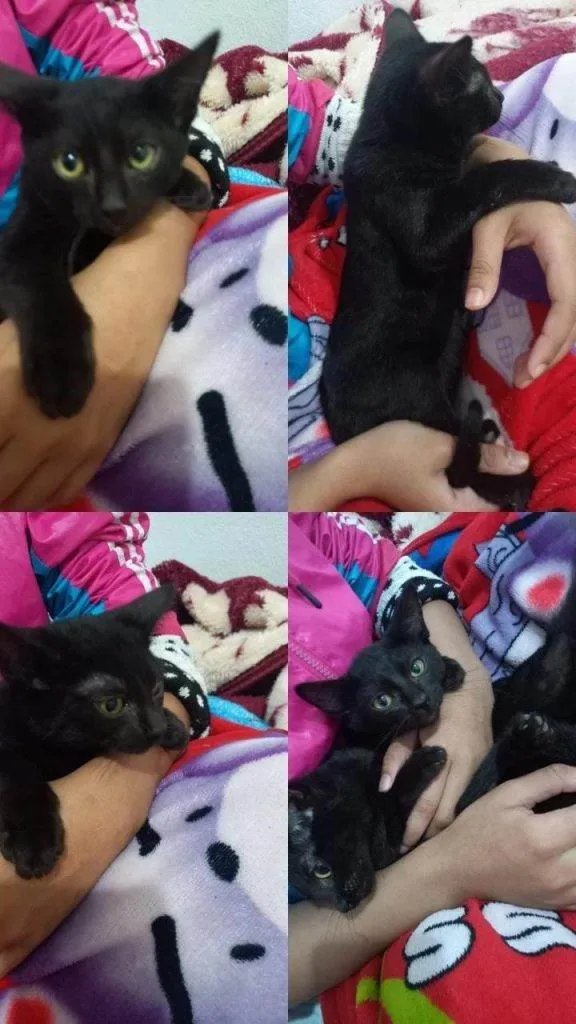 Gato ra a SRD-ViraLata idade Abaixo de 2 meses nome Falar com Iolanda - Whats 11 95723-8632