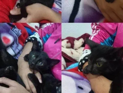 Gato raça SRD-ViraLata idade Abaixo de 2 meses nome Falar com Iolanda - Whats 11 95723-8632