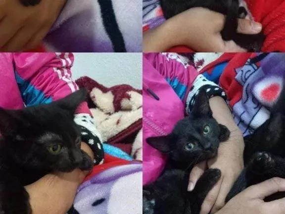 Gato ra a SRD-ViraLata idade Abaixo de 2 meses nome Falar com Iolanda - Whats 11 95723-8632