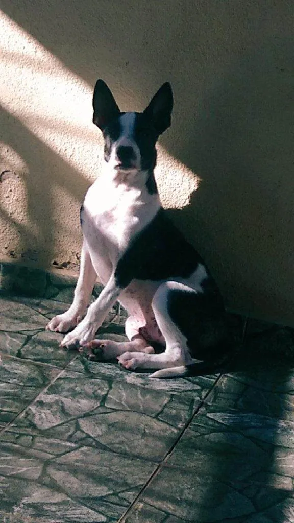 Cachorro ra a SRD-ViraLata idade 2 a 6 meses nome Falar com Renata - Whats 11 95241-2006