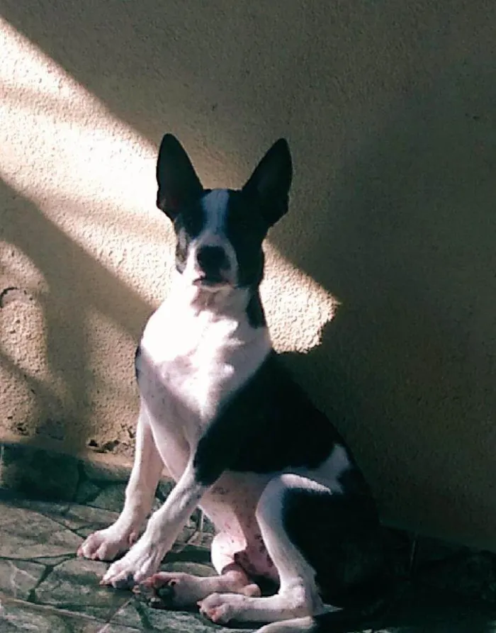 Cachorro ra a SRD-ViraLata idade 2 a 6 meses nome Falar com Renata - Whats 11 95241-2006