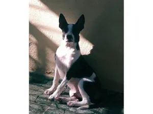 Cachorro raça SRD-ViraLata idade 2 a 6 meses nome Falar com Renata - Whats 11 95241-2006
