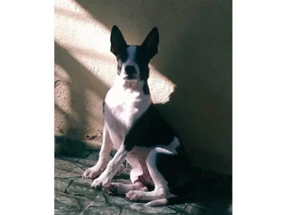Cachorro raça SRD-ViraLata idade 2 a 6 meses nome Falar com Renata - Whats 11 95241-2006