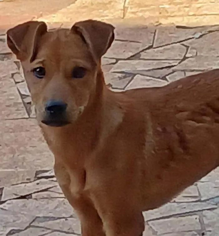 Cachorro ra a SRD-ViraLata idade 2 a 6 meses nome Falar com Sampaio - Whats 11 94341-8865