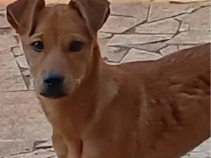 Cachorro raça SRD-ViraLata idade 2 a 6 meses nome Falar com Sampaio - Whats 11 94341-8865