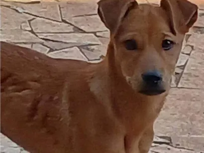 Cachorro raça SRD-ViraLata idade 2 a 6 meses nome Falar com Sampaio - Whats 11 94341-8865