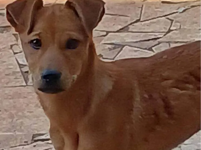 Cachorro ra a SRD-ViraLata idade 2 a 6 meses nome Falar com Sampaio - Whats 11 94341-8865
