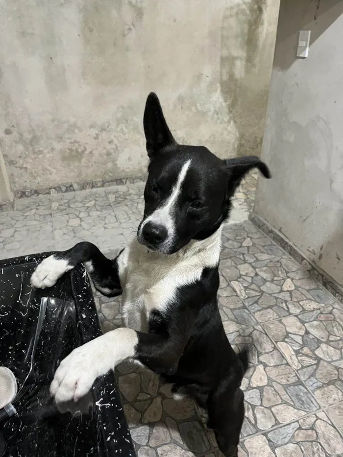 Cachorro ra a SRD-ViraLata idade 2 a 6 meses nome Falar com Patricia - Whats 11 97028-3090