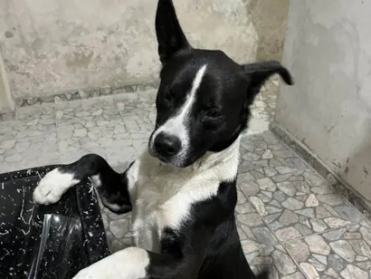 Cachorro raça SRD-ViraLata idade 2 a 6 meses nome Falar com Patricia - Whats 11 97028-3090