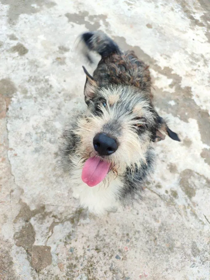 Cachorro ra a SRD-ViraLata idade 2 a 6 meses nome Falar com Eder - Whats 11 98944-6048