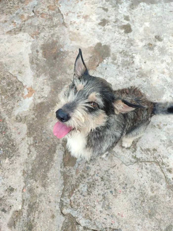 Cachorro ra a SRD-ViraLata idade 2 a 6 meses nome Falar com Eder - Whats 11 98944-6048