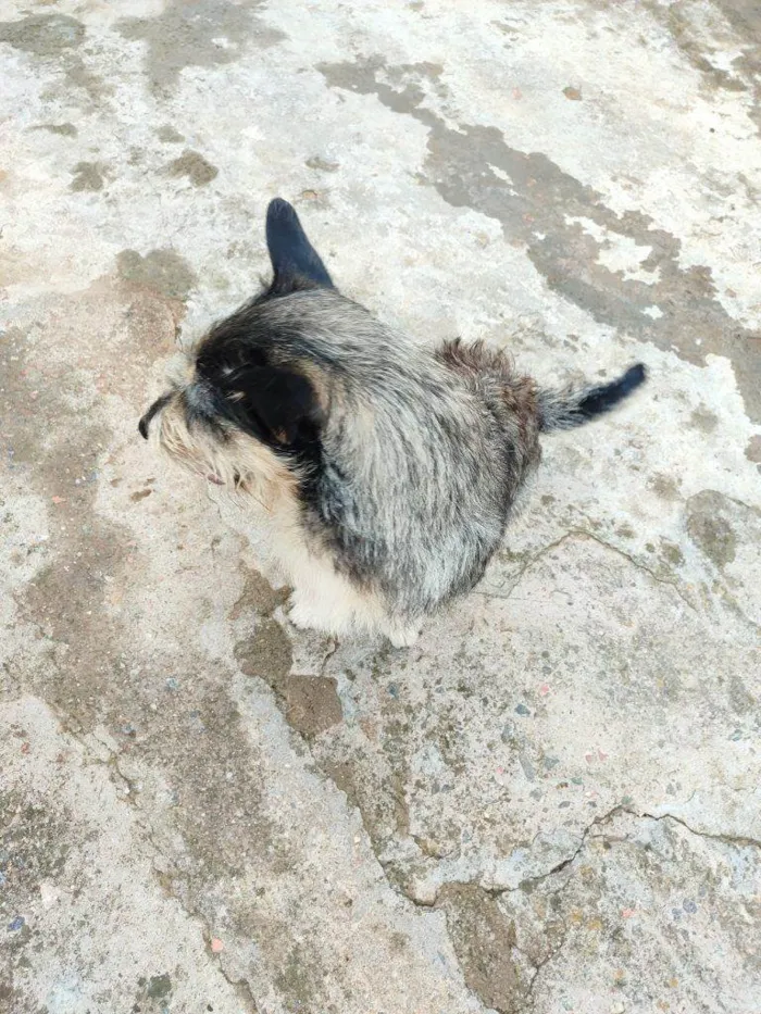 Cachorro ra a SRD-ViraLata idade 2 a 6 meses nome Falar com Eder - Whats 11 98944-6048