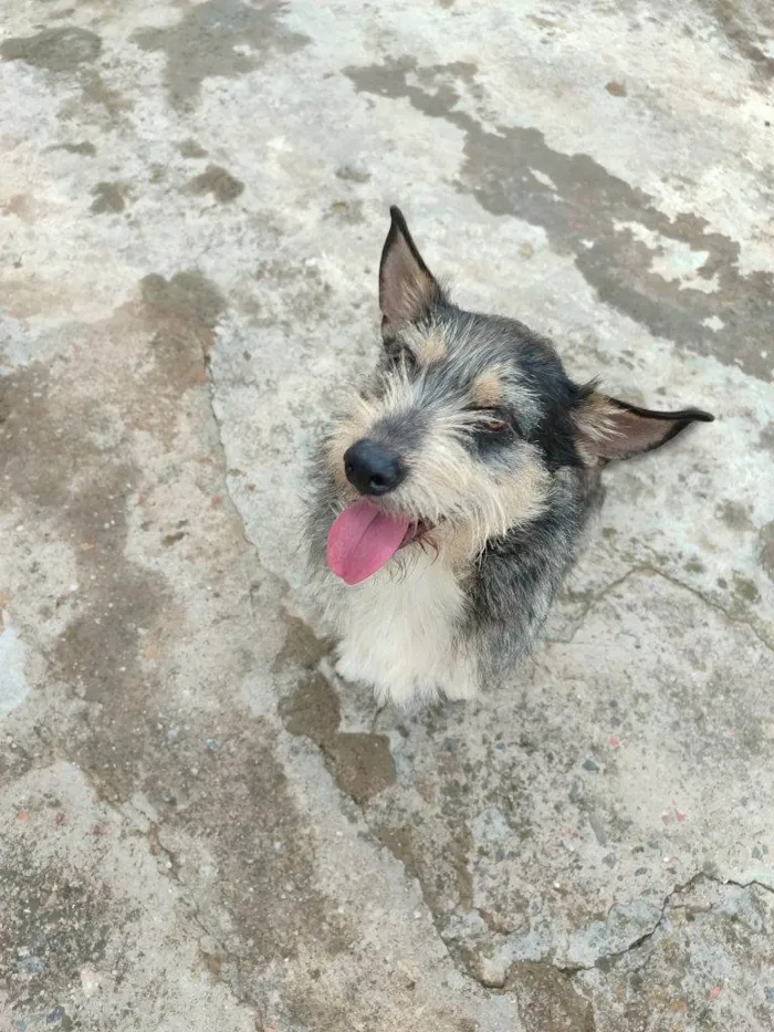Cachorro ra a SRD-ViraLata idade 2 a 6 meses nome Falar com Eder - Whats 11 98944-6048
