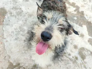 Cachorro raça SRD-ViraLata idade 2 a 6 meses nome Falar com Eder - Whats 11 98944-6048
