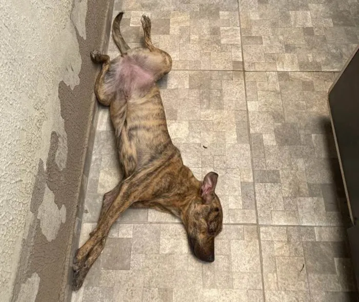 Cachorro ra a SRD-ViraLata idade 2 a 6 meses nome Falar com Wesley - Whats 11 99397-5005