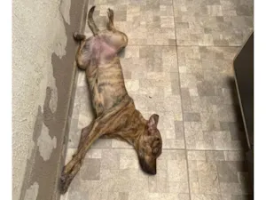 Cachorro raça SRD-ViraLata idade 2 a 6 meses nome Falar com Wesley - Whats 11 99397-5005