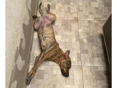 Cachorro raça SRD-ViraLata idade 2 a 6 meses nome Falar com Wesley - Whats 11 99397-5005