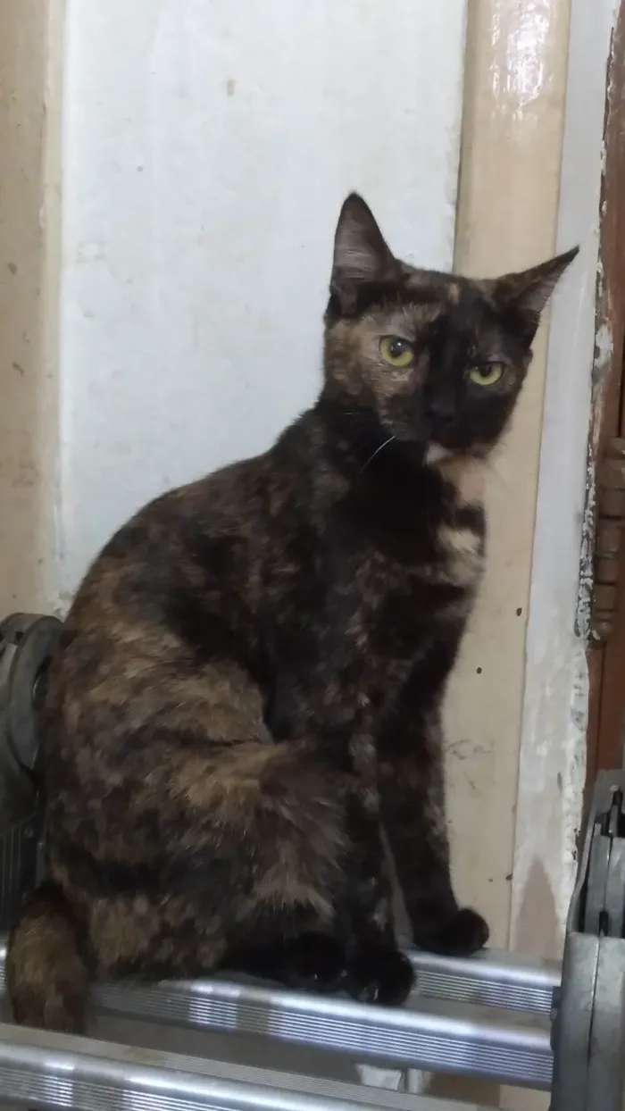 Gato ra a SRD-ViraLata idade 2 a 6 meses nome Brisa