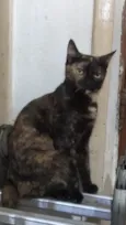 Brisa