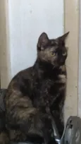 Brisa