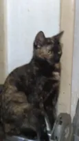 Brisa