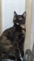 Brisa