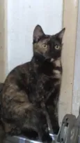 Brisa