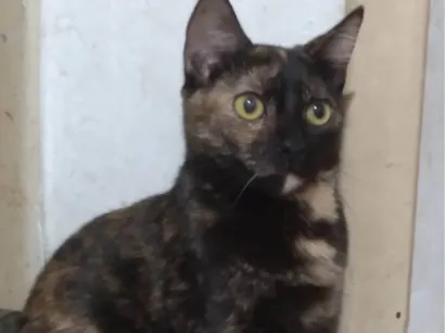 Gato raça SRD-ViraLata idade 2 a 6 meses nome Brisa
