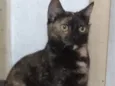 Brisa
