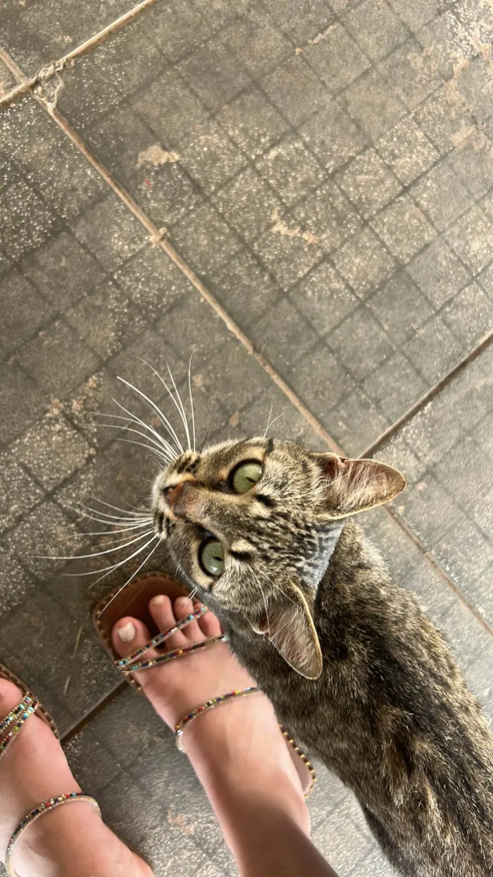 Gato ra a SRD-ViraLata idade 2 anos nome Jade