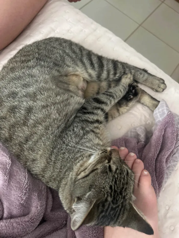 Gato ra a SRD-ViraLata idade 2 anos nome Jade